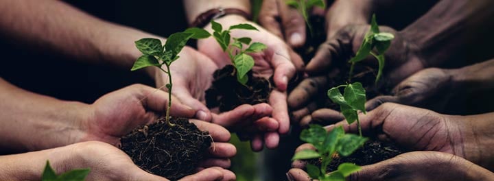 Nonprofit Harnesses Tech to Plant Tens of Thousands of Trees